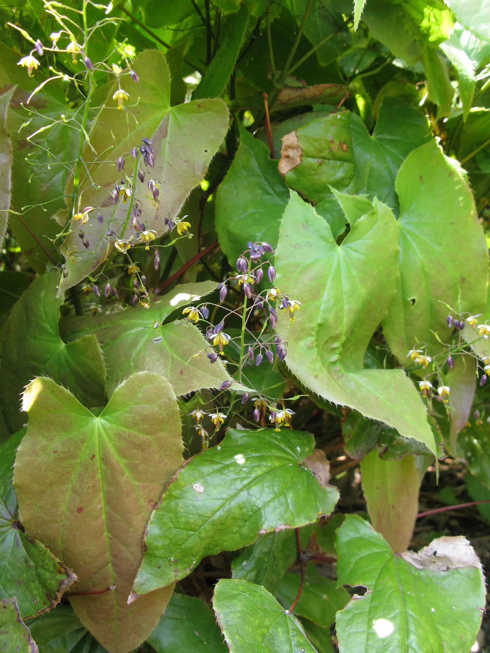 淫羊藿 (Epimedium) / Herba Epimedii